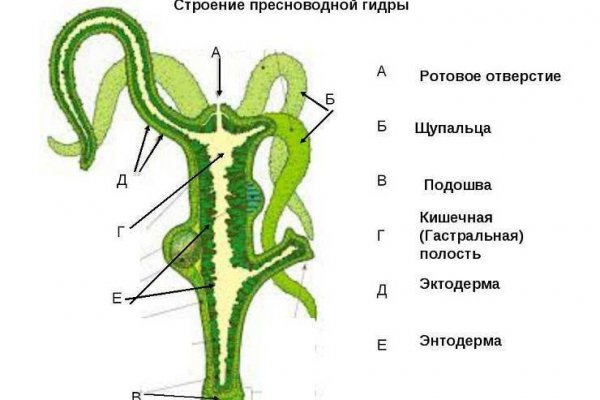 Через какой браузер зайти на кракен